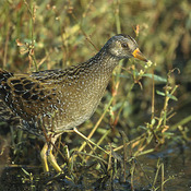 Spotted Crake